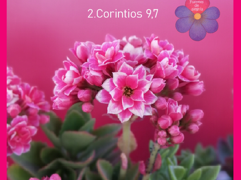 Día04: Dios ama al que da con alegría (2.Corintios&nbsp;9,7)